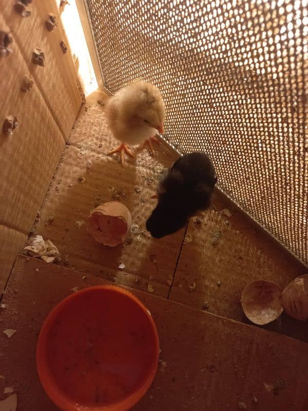 Sindhi Aseel Chicks + White Buff Chicks 7