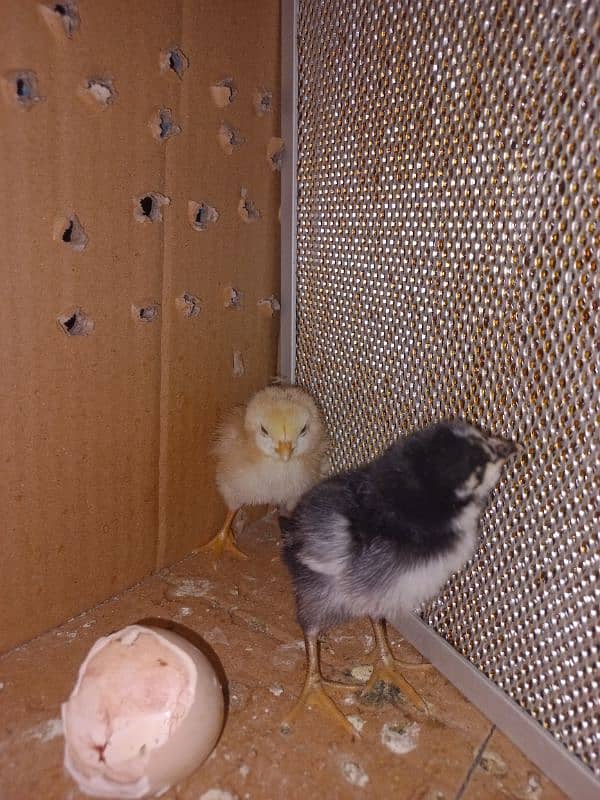 Sindhi Aseel Chicks + White Buff Chicks 8