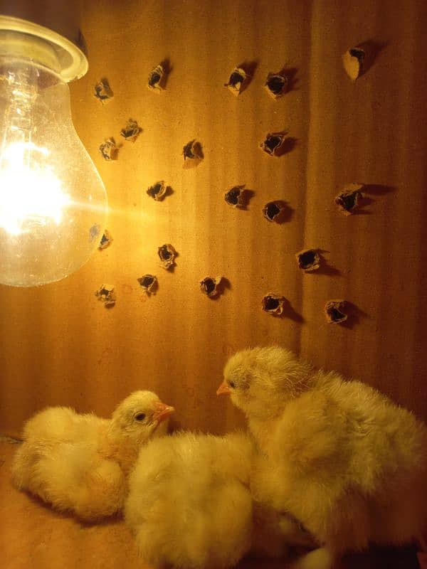 Sindhi Aseel Chicks + White Buff Chicks 9