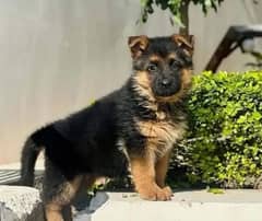 German Shepherd Puppy For Sale 03439277208 Contact Me On WhatsApp No