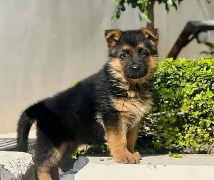 German Shepherd Puppy For Sale 03439277208 Contact Me On WhatsApp No 0