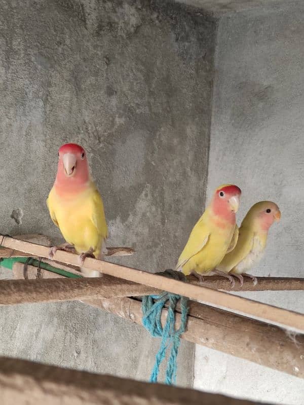 Common Lutino Confirm Breeder Pair with one chick 2