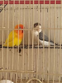 love bird