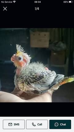 cocktaile and sunconure chick