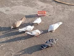 fancy pigeon for urgent sale