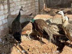 Peacock Chicks