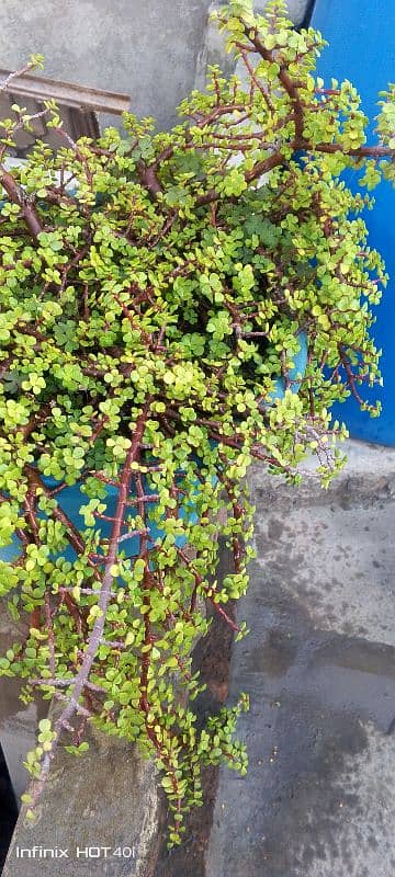 jade plant 1