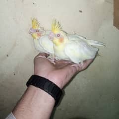 Eno red eye common white handtame chicks breeder male pairs cocktail