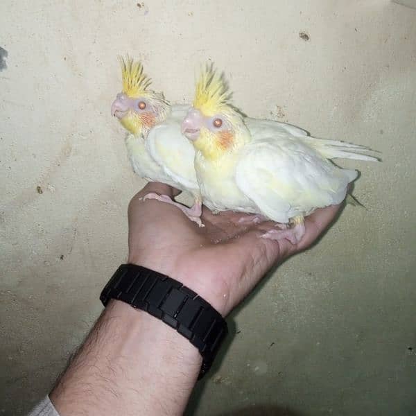 Eno red eye common white handtame chicks breeder male pairs cocktail 3