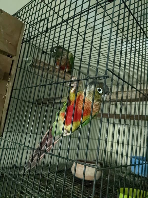 yellow sided conure breeder pair for sale 0