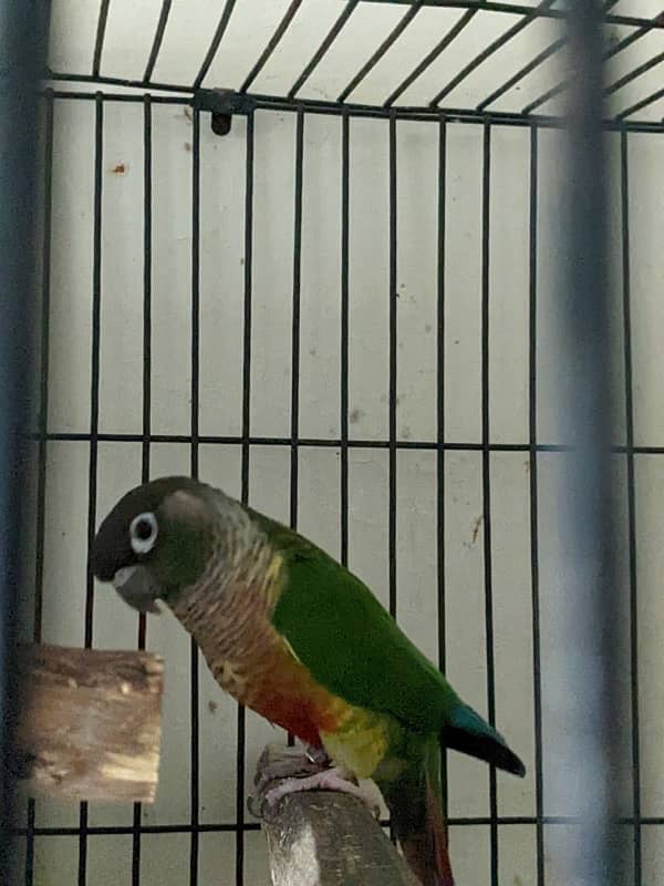 yellow sided conure breeder pair for sale 1