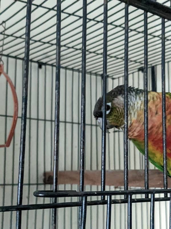 yellow sided conure breeder pair for sale 2