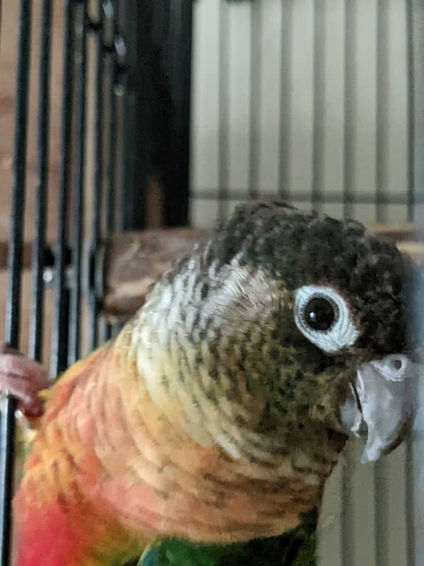 yellow sided conure breeder pair for sale 3