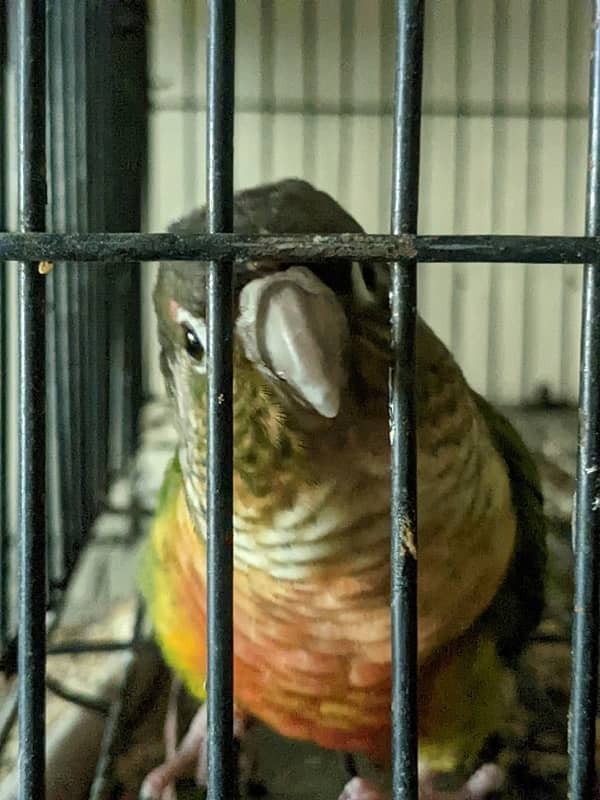 yellow sided conure breeder pair for sale 4