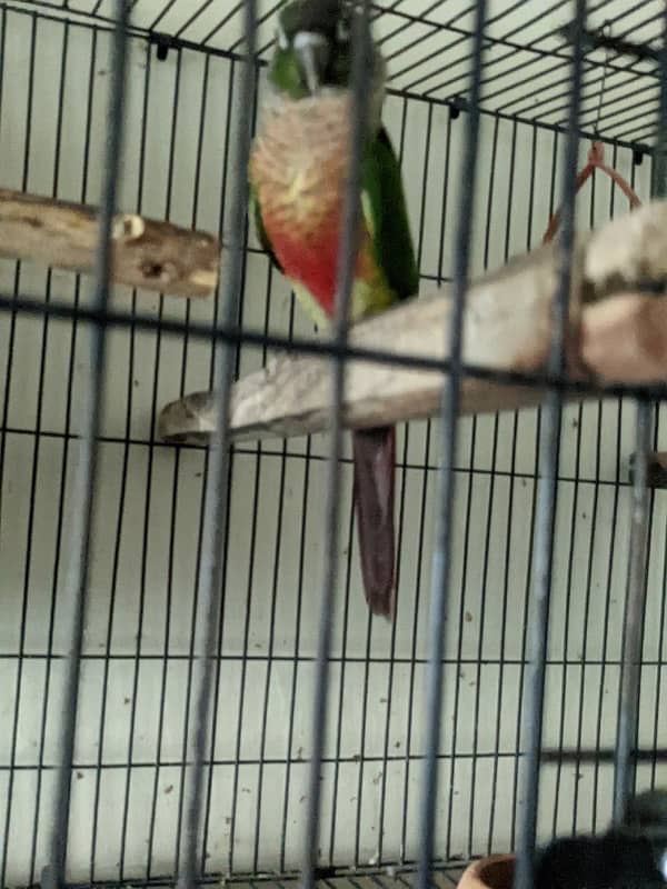 yellow sided conure breeder pair for sale 5