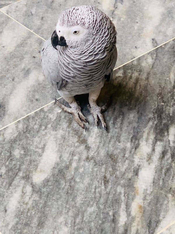 African grey parrot. 03262134833 1