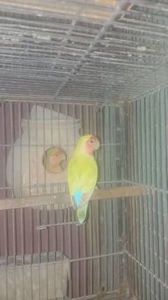 colour love bird pair