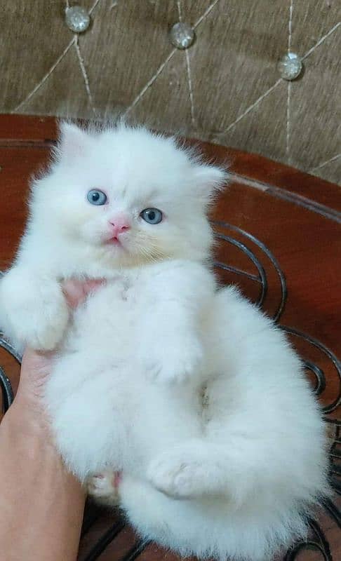 Persian cat for Sale 1