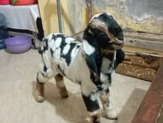 Goat Kid Available For Sale