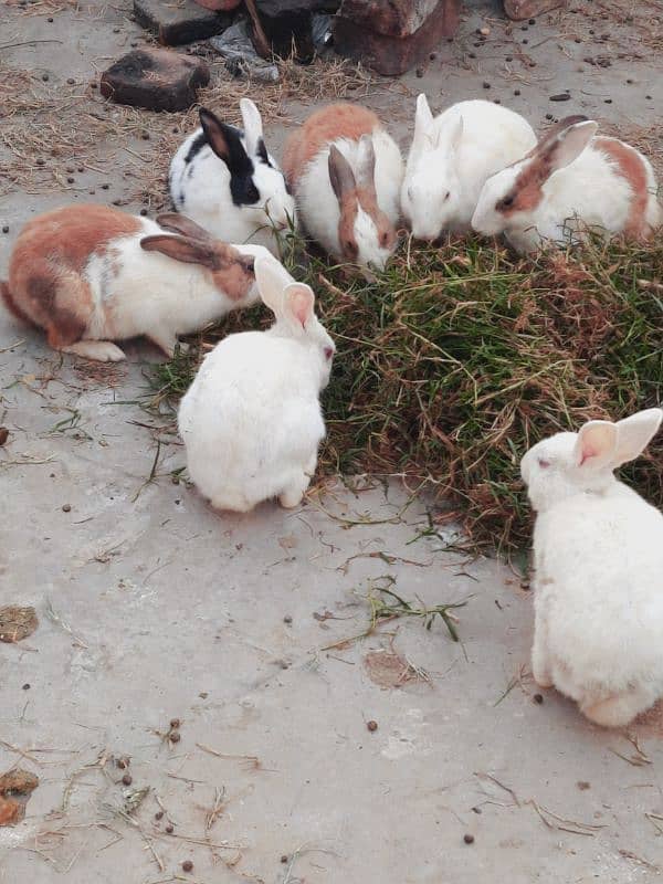 Beautiful and healthy egg laying hens 16