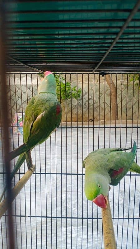 PARROTS FOR SALE 0