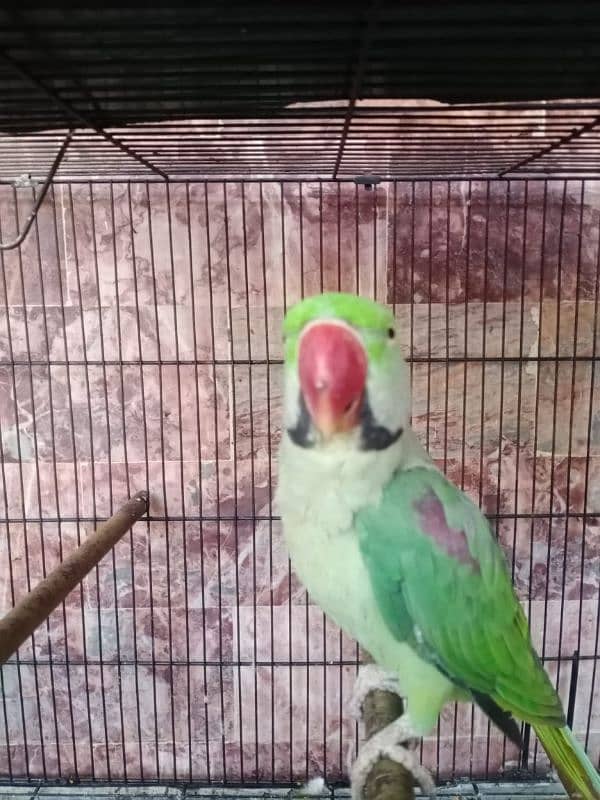 PARROTS FOR SALE 1