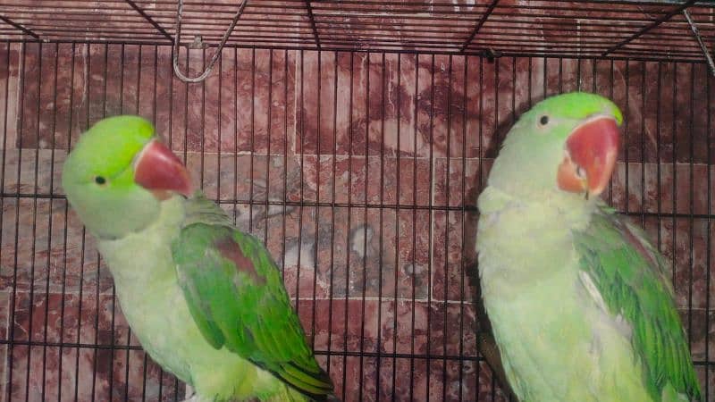 PARROTS FOR SALE 2