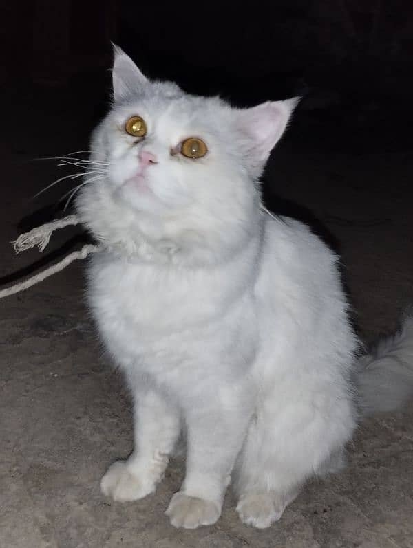 TURKISH ANGORA 1