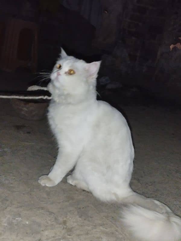 TURKISH ANGORA 2