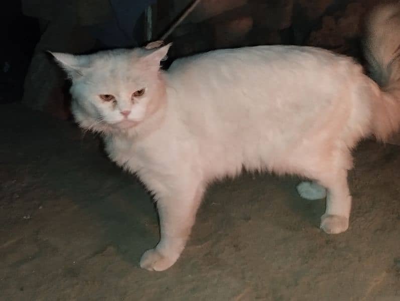 TURKISH ANGORA 3