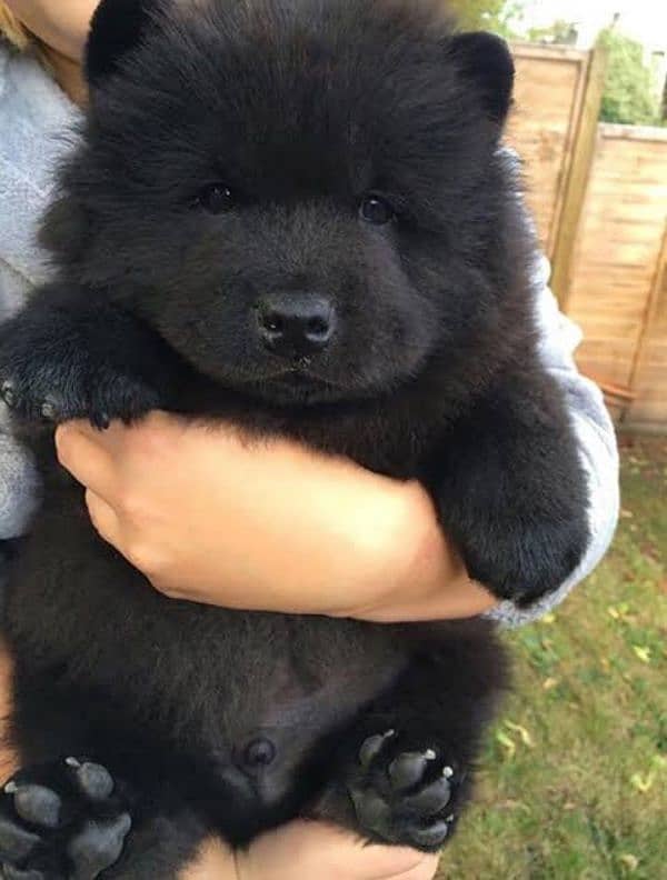 chow chow pup 1