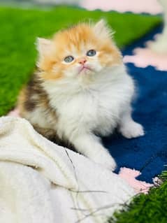 Persian Kittens Ready For New Home