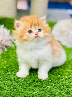 Persian Kittens Ready For New Home