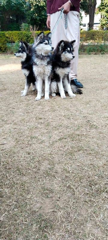 Siberian husky puppies alaskan malanute 0