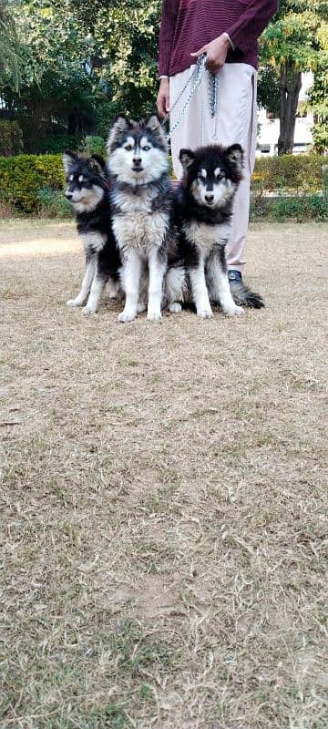 Siberian husky puppies alaskan malanute 1