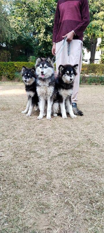 Siberian husky puppies alaskan malanute 2