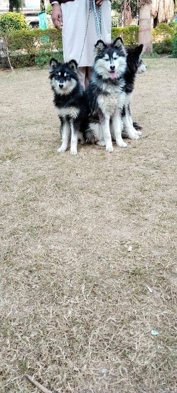 Siberian husky puppies alaskan malanute 3