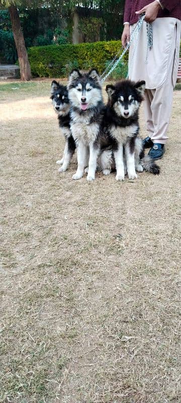 Siberian husky puppies alaskan malanute 4