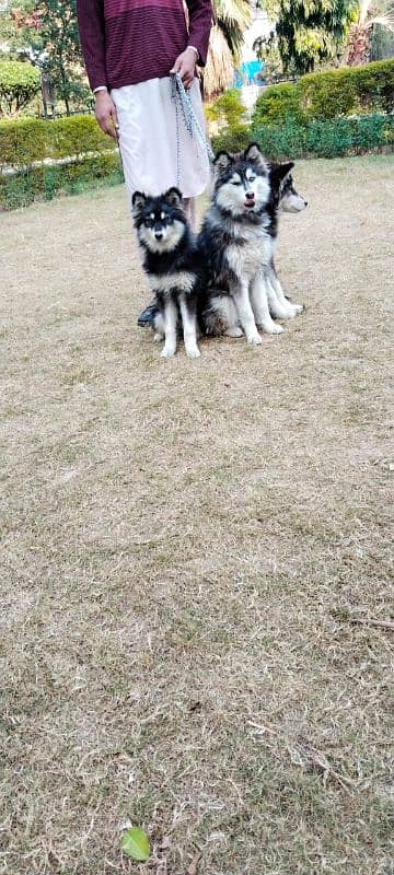 Siberian husky puppies alaskan malanute 5