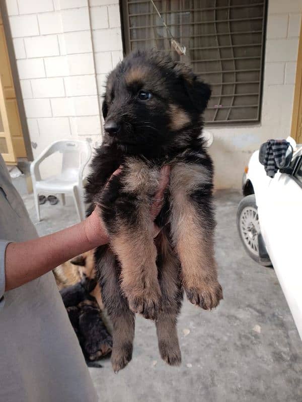 German Shepherd Pair for Sale 0