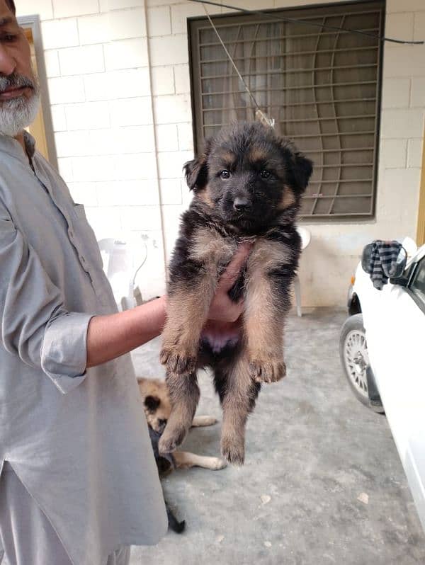 German Shepherd Pair for Sale 3