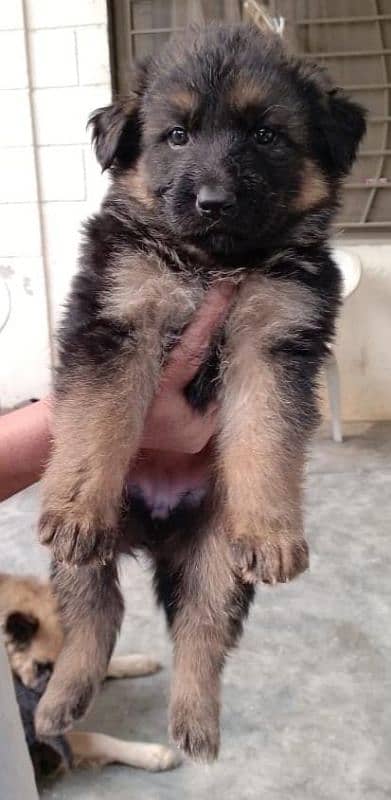 German Shepherd Pair for Sale 5