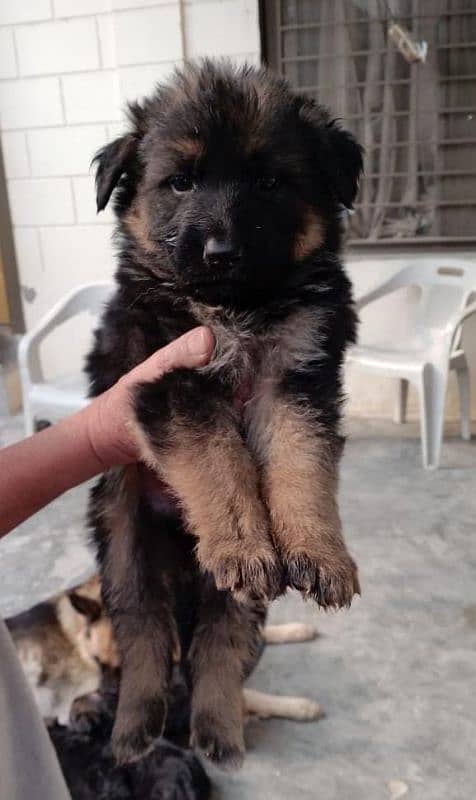 German Shepherd Pair for Sale 6