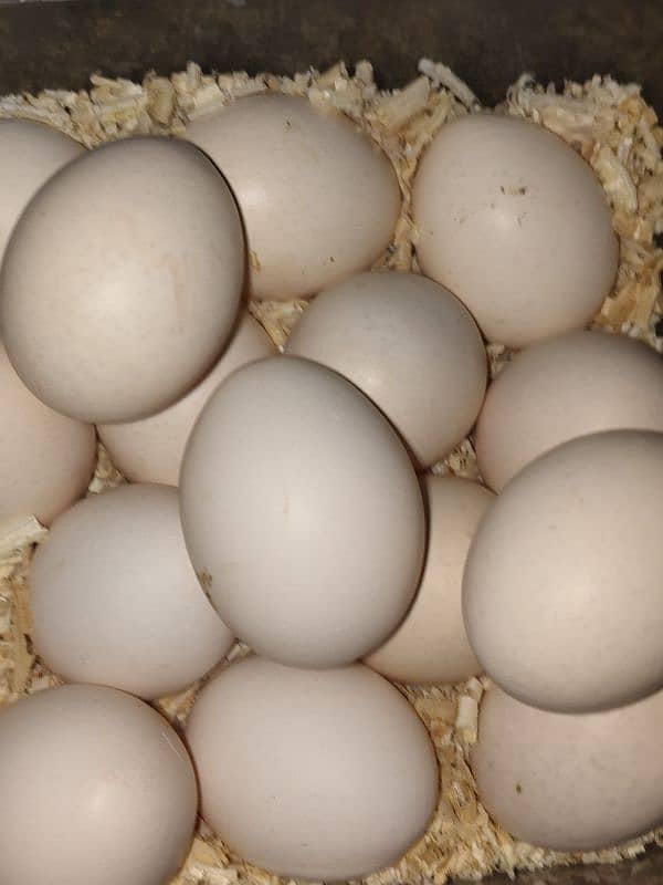 Silke eggs for sale 0