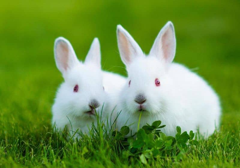 Red eyes rabbit breeder pair 0