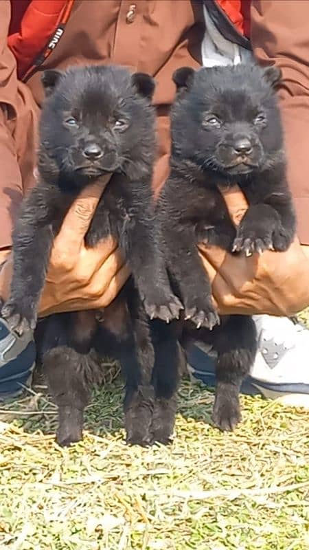 black German Shepherd long coat Jodi  for sale 1