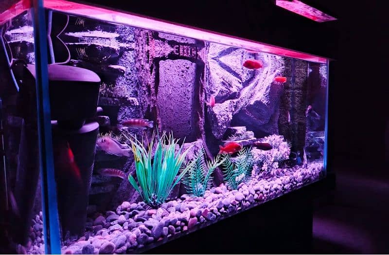 NEW 3D AQUARIUM FULL SETUP FOR SALE. 0