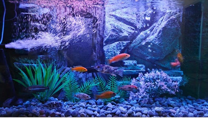 NEW 3D AQUARIUM FULL SETUP FOR SALE. 4