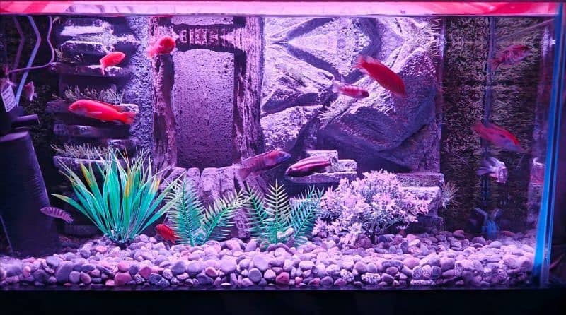 NEW 3D AQUARIUM FULL SETUP FOR SALE. 5