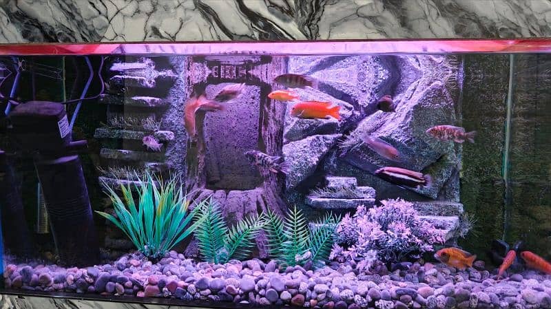 NEW 3D AQUARIUM FULL SETUP FOR SALE. 6